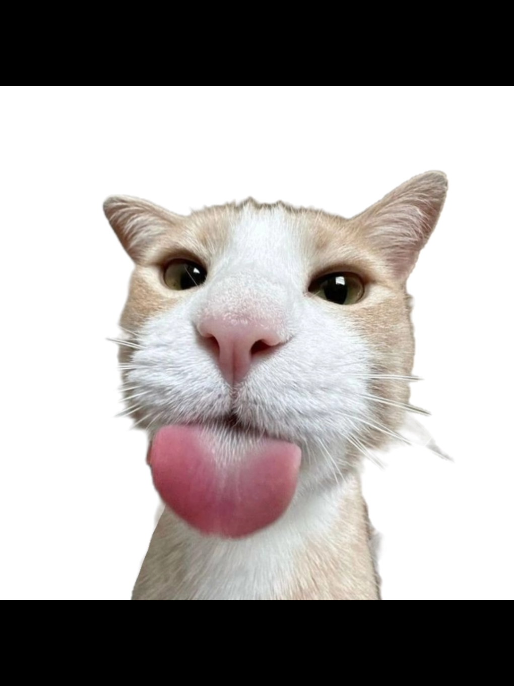 bleh algo cortito #gatos #gracias #cat #gatitos #fyp #capcup #humor #ibispaint #trend #Edit #ble #Viral #fyp  inspiración: lost.o_o.kitty
