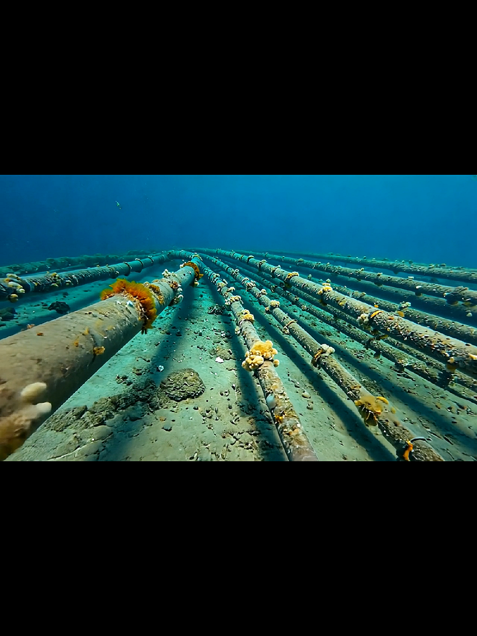 Rarest Videos Of Oceans💀🌊😱 #oceanvideos #rarestoceans #mysteriousoceans #internetcables #underoceancables #exploringsea #waitforend #beautyofoceans 