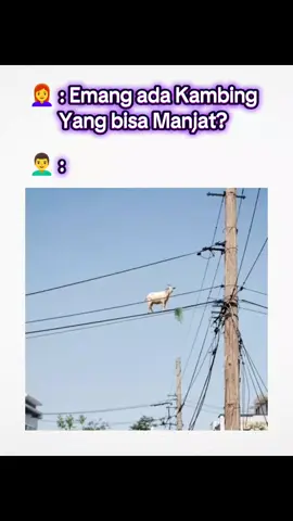 👨‍🦱 : 17 Agustus kemaren aja kambing aku ikut lomba panjat pinang!  #ngakakbersama #faktaunik #wajibtau  #kambing #trending #comedy #viral #funny #susu #domba # #foryou #jilbab 