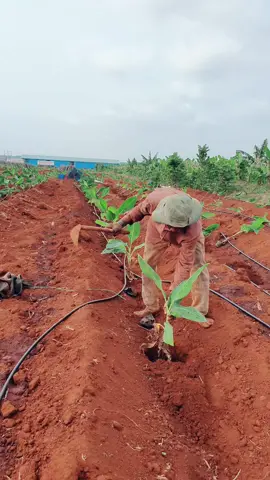 #videos  ចំការជ័យស្ទឹងត្រង់🌱🌱
