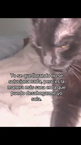 Por qué prefiero dormir, por qué así no me doy cuenta de lo que pasa a mi alrededor. 🐈‍⬛ prefiero darle mi tiempo a mi gato que convivir con gente que no  quiere entender. Que sus acciones disen más que lo que hablan.  #parati 
