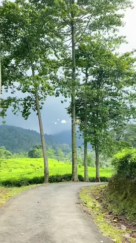 Sejuk banget ngadem disini💗🫶🏻#fyp #fypシ゚ #curug #curugcijalu #curugcijalusubangjawabarat #wisatasubang #destinasiwisatajawabarat 