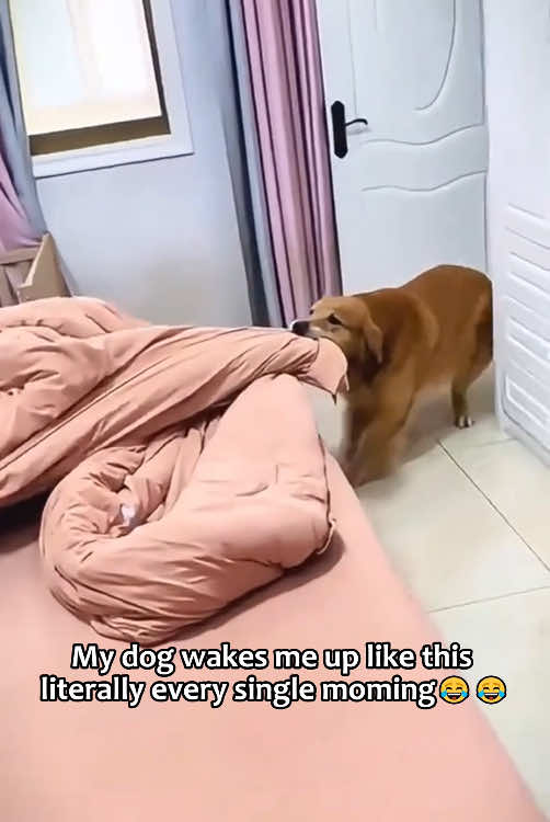 When your alarm clock is a dog👀#dog #foryou #fyp #funnydog #dogsoftiktok #usa🇺🇸 