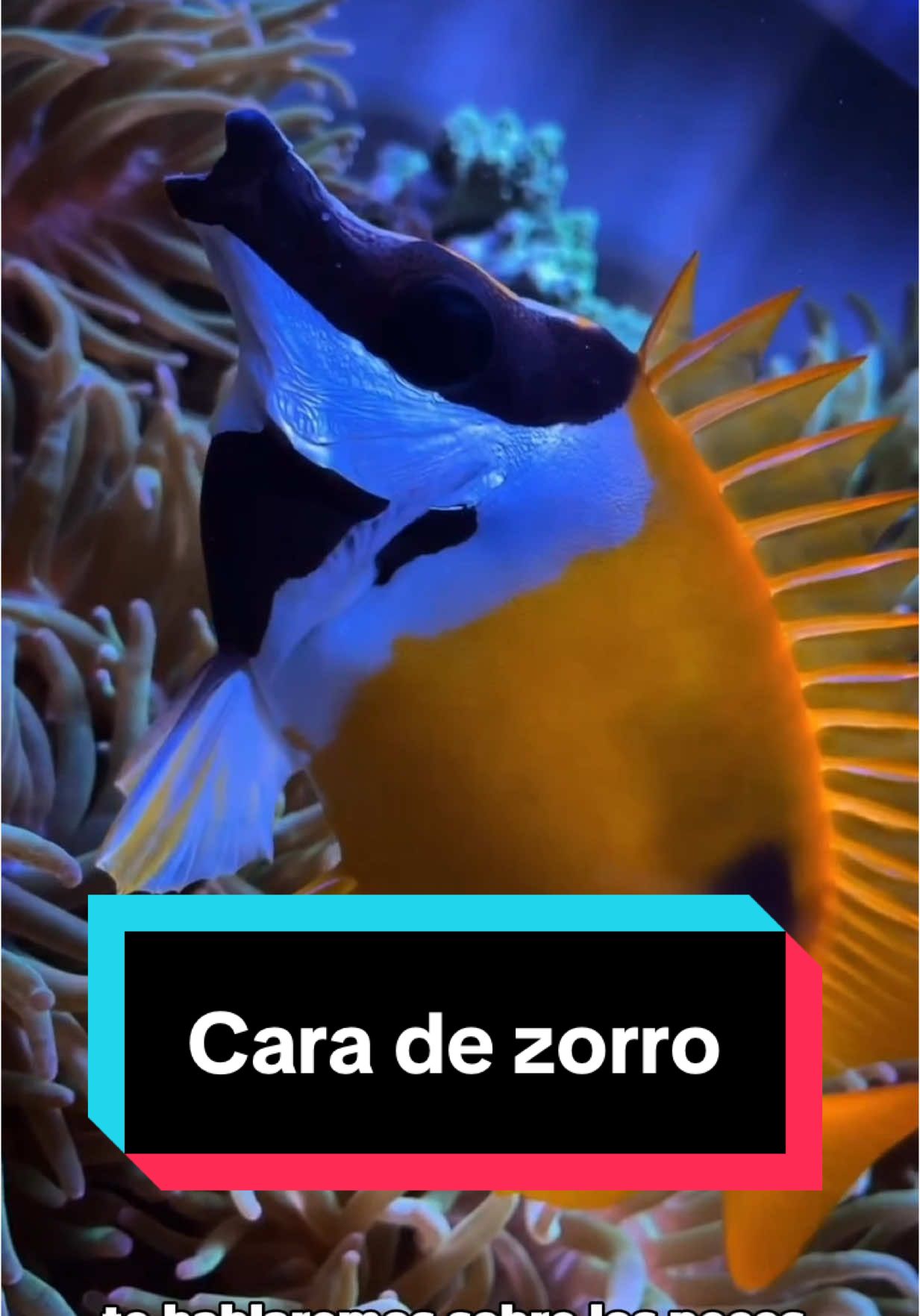 Los peces cara de zorro también conocidos como foxface son peces muy comunes para el control biológico de algas. #acuariomarino #pecera #arrecife #foxface 