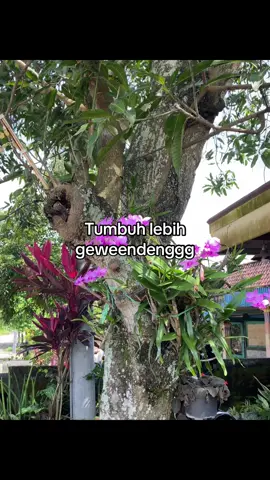 #4u #bismillahfypシ #masukberanda #bahanswmu #xyzbca #fypシ゚viral 