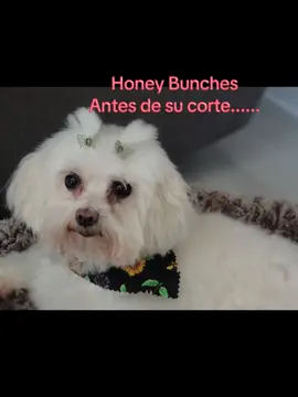 groomer needs to count her mf days.  #fyp #fy #fypシ #doggie #dog #Maltese #honeybunches #puppy #groomer 