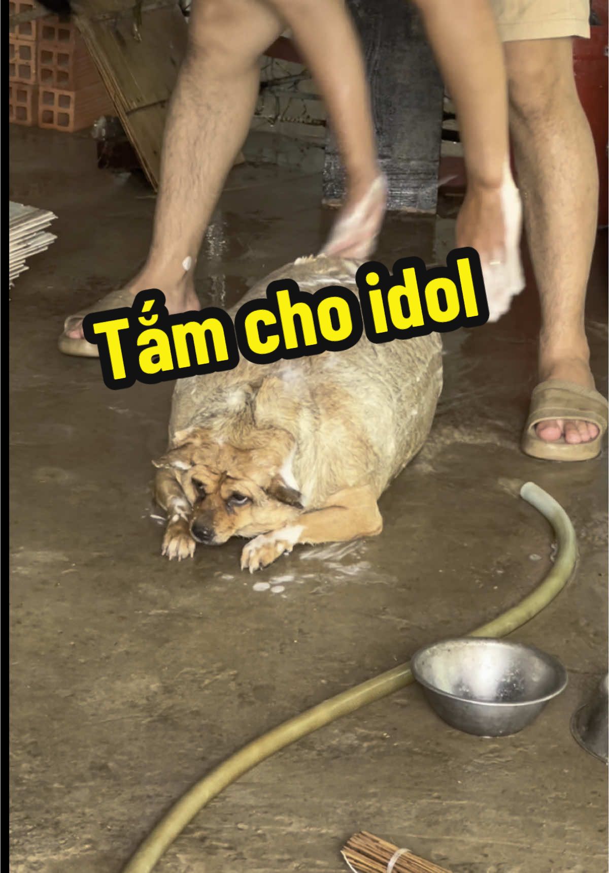 Hôm nay Beo ú được tắm mát mẻ nên ẻm nằm im ru luôn #yeudongvat #chobeo #chó #cỏ #pet 