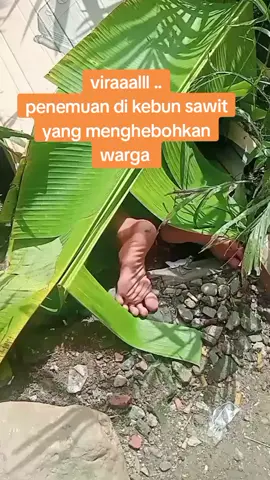 viraaalll.. menghebohkan warga  penemuan di kebun sawit  #videolucu  #tiktokviral 