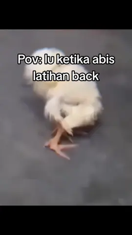 ini mentahan video ayamnya ya bg,kk #mentahanvideo #gym #jjkatakatagym #GymTok #fypage 