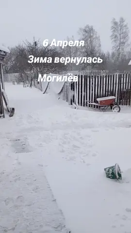 #зима #зимавапреле #циклон #метель #ветер #беларусь🇧🇾 #могилевскийрайон #@Оленька 🌸 