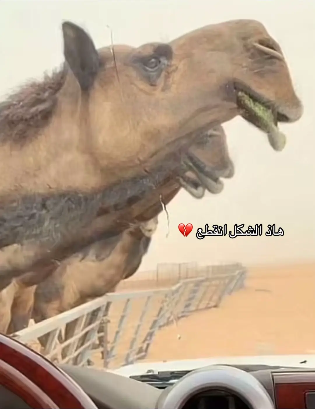 هاذ الشكل انقطع #المجاهيم #fyp #الدواسر #المنصوري #fyp #ال_مره #قحطان #عتيبه #البل #السبيعي #نوادر #