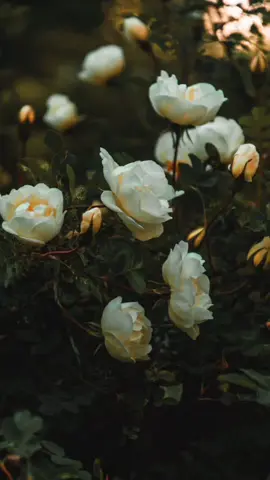 சொல்லை கடந்த காதலிது கண் மூலம் காதல் பேசுதே #sollayosolaikili #feelthelyrics #tamilsongsstatus #musiclover #lyrics #kadhal #manojbarathiraja #90ssong #90skids  #listenaddict💛 