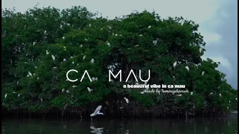 PHẠM homestay Cà Mau. Tour khám phá vẻ đẹp độc đáo của miền Tây Cà Mau.  Miền Tây Cà Mau - vùng đất cuối cùng của Tổ quốc, nơi đây là sự kết tinh của nét văn hóa sông nước và vẻ đẹp thiên nhiên hùng vĩ. Hãy cùng khám phá hành trình tham quan đầy mê hoặc, nơi hội tụ những con kênh gạch đặc trưng, rừng cây mắm thơ mộng, và cảng biển lớn nhất của tỉnh. 1. Chinh phục các con kênh gạch mang đậm chất miền Tây Các con kênh gạch tại Cà Mau được xem như linh hồn của vùng đất này. Du khách sẽ có cơ hội ngồi thuyền xuôi theo dòng nước, cảm nhận sự trong lành và lắng nghe tiếng chim hót trong không gian yên bình. Dọc theo hành trình là hình ảnh những ngôi nhà sàn mộc mạc, những nụ cười hiền hòa của người dân địa phương. 2. Hòa mình vào vẻ thơ của rừng cây mắm Rừng cây mắm tại Cà Mau tựa như một bài thơ thiên nhiên. Đây không chỉ là nơi bảo vệ đất bồi, mà còn là một hệ sinh thái phong phú với những loài chim, cá, và động vật quý hiếm. Chèo xuồng xuyên qua rừng mắm, bạn sẽ cảm nhận được hương thơm của đất trời và vẻ đẹp hoang sơ, vừa huyền bí vừa lãng mạn. 3. Thăm cảng biển lớn nhất tỉnh. Cảng biển lớn nhất của Cà Mau là điểm đến không thể bỏ qua. Đây là trung tâm giao thương sầm uất của vùng, nơi bạn sẽ thấy hình ảnh những con tàu lớn nhỏ neo đậu, mang theo hàng hóa và hải sản tươi ngon. Không khí nhộn nhịp của cảng biển, cùng với sự hiếu khách của người dân, chắc chắn sẽ khiến bạn cảm nhận như đang lạc vào một thước phim tuyệt đẹp, bởi vì cảng biển là một hình ảnh mang đậm chất hoài niệm, giống như khung cảnh trong một bộ phim điện ảnh, chắc chắn sẽ để lại trong bạn những kỷ niệm khó quên. Kết luận Hành trình tour khám phá Cà Mau không chỉ giúp bạn chiêm ngưỡng vẻ đẹp đa dạng của thiên nhiên, mà còn cảm nhận được tình cảm ấm áp và nét văn hóa đặc trưng của người miền Tây. #phạmhomestaycàmau #CàMau #capcut 