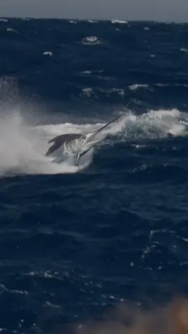 #dangerfish #바다 #hobimancing #marlinfishing #marlin #ikanbahaya #sukamancing #ganas #brutal #sukamancing #pengalaman #mancinglaut #mancingikan 