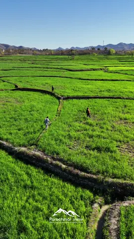 Children Running Freely in Green fields.