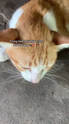 To caress #xuhuong #xuhuongtiktok #cat 