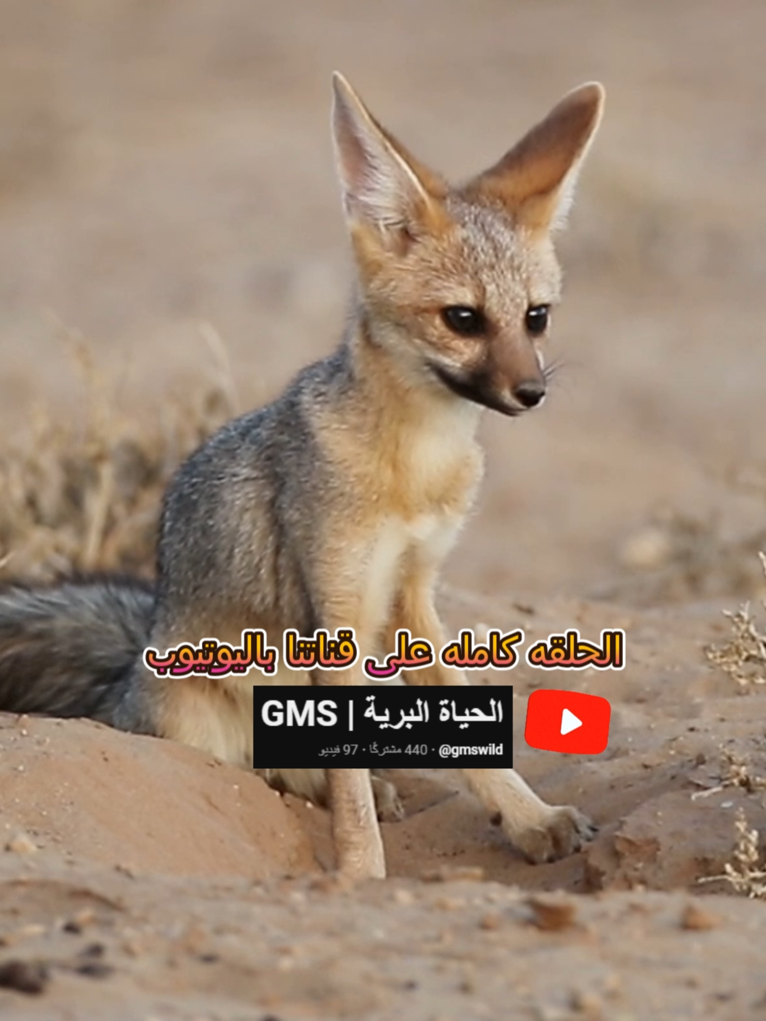 الثعلب الاحمر العربي #الثعلب #الحصيني #الحصني #الحياة_البرية #Wildlife #YOUTUBE