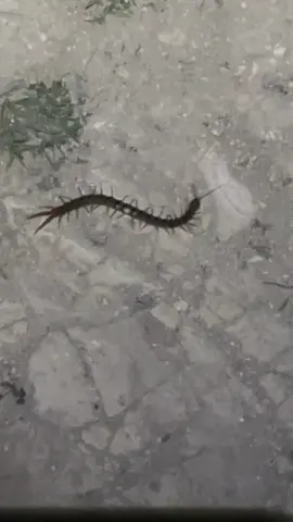 #centipede #cadesertcentipde the tiny centipedes are back!