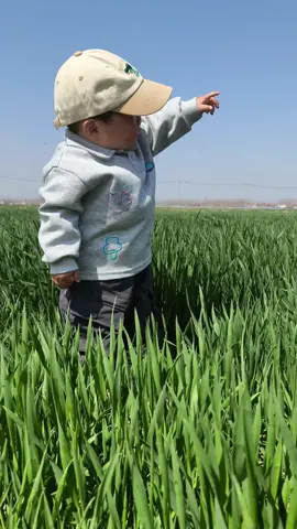 Mấy em thấy sao, nguyên cái cánh đồng này là của a cả đó 🤭