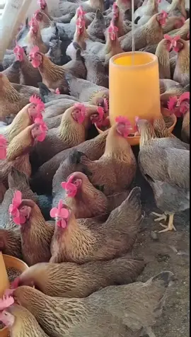 Kebaikan EM4 Probiotik PENTERNAKAN： -Mengurangkan masalah bau najis -Membantu perkembangan kesihatan dan pembiakan ternakan -Mengurangkan penggunaan ubat/bahan kimia  -FCR rendah #em4 #perternakmuda #baja #malaysia #fyp #gengkebun #kebun #belaayam  #tipberkebun #LearnOnTikTok #ayam 