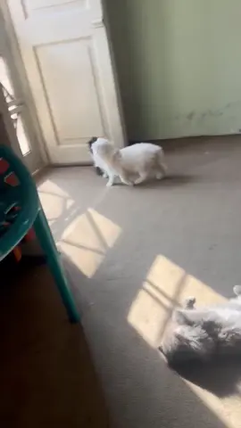cat lover 🐈‍⬛🐈😻 #cat #catlover #pet #fypシ゚ #foryoupage #catshop #hafizpet #shorts #faislabdcatmarkite #kittan #foryou #longcot #fyp #catsoftiktok #cats #pikekettan @Hafiz Birds Official🦜🦅🐦‍⬛ @Royal pet @Pet Lover @Muna Gujjar @beaknteethofficial @Cat lover07 @Hamza Malik 