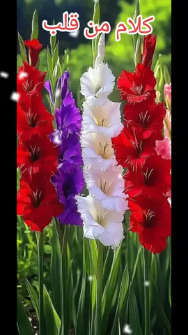 #كلام_في_الصميم #افكار_وابداعات #دعاء_جميل #اقتباسات #اللهم #راحة_البال_وهدوء_النفس🥀🖤 راحة #بال