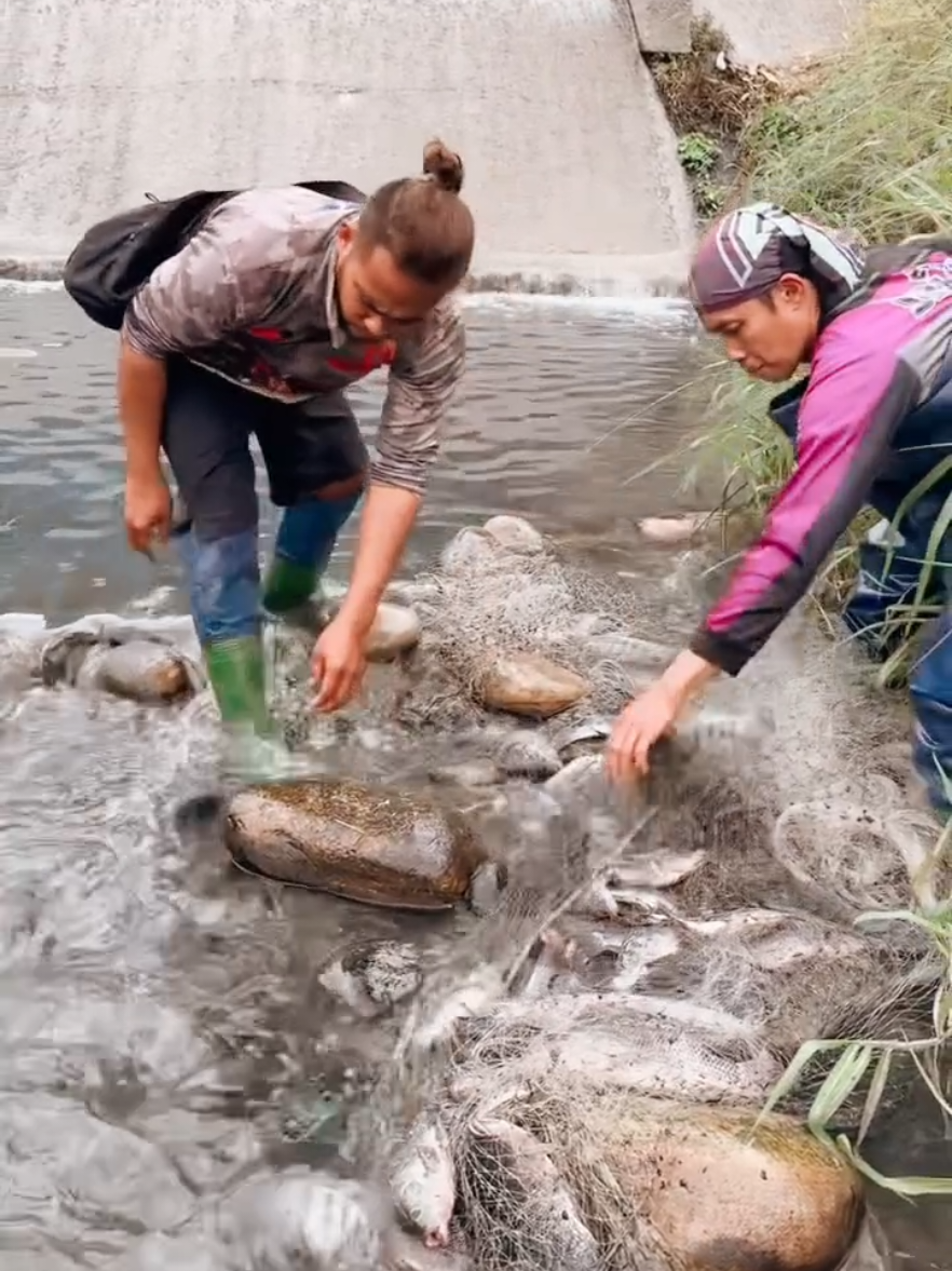 Traditional Fishing Video - Lot Of Big Fish Catching By Cast Net #fyp#fishing#ruralfishing #handfishing #netfishing  #fyp#fishtrapping #fishhunting#life#fishingvideo#Vlog#Indiafishing#bigfish#unique_fishing #fish_hunting🐟🐟🐟 #fishingvideos 