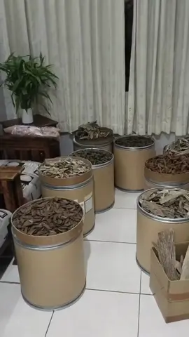 تجارة العود في أندونيسيا 