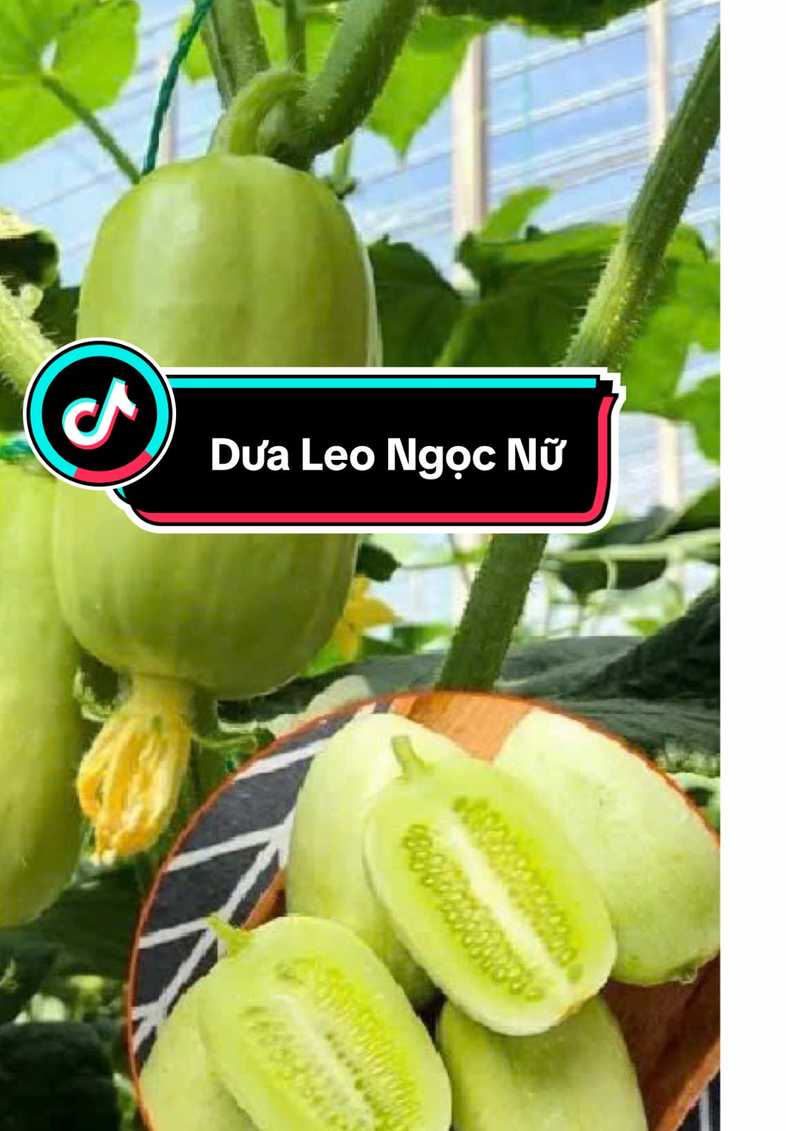 Hạt giống dưa leo Ngọc Nữ #caygiong #hatgiong #dualeongocnu #caygiongmoi 