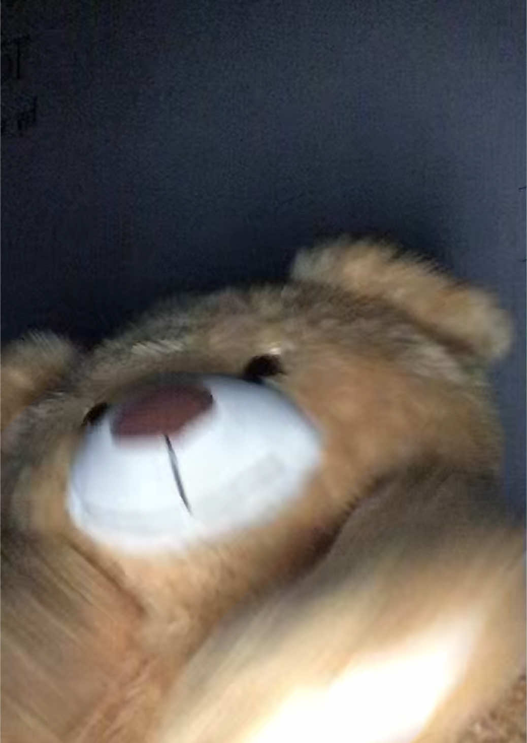 JUST GONNA STAND THERE AND WATCH ME BURN#bear #brownbear #teddy #moving #fyppppppppppppppppppppppp  #fyppppppppppppppppppppppp #fyppppppppppppppppppppppp #fyppppppppppppppppppppppp 