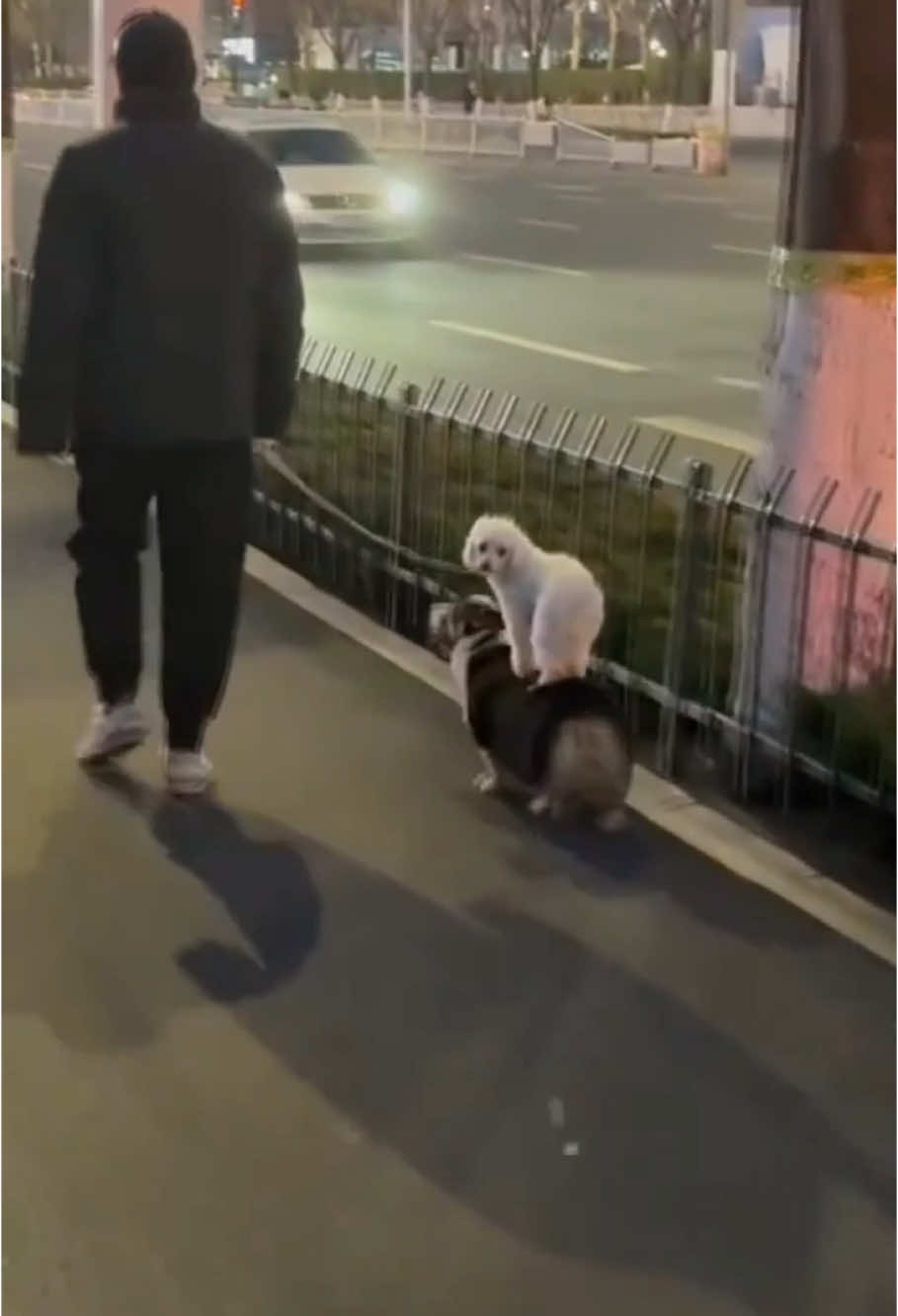 Funny two dogs 🤣#funny #funnyvideos #fpyシ #foryou #dog #dogs 