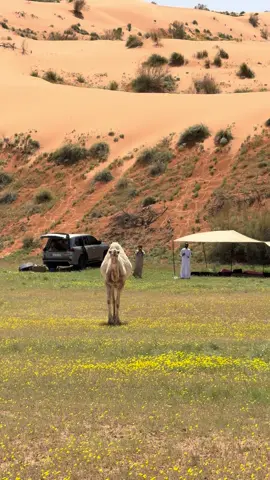 من طلعتنا امس لنفود الكبير ❤️🌿 . #نفود_الكبير #نفود #ربيع_النفود #نياق 