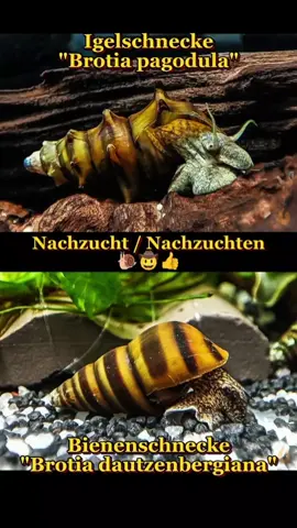 Brotia Nachzucht / Nachzuchten 🐌🤠👍 Mit Freude darf ich verkünden, dass mir die Vermehrung beider Brotia Aquariumschnecken Arten geglückt ist: 🐌 Bienenschnecke / Gestreifte Turmdeckelschnecke | Brotia dautzenbergiana 🐌 Igelschnecke / Stachelige Turmdeckelschnecke | Brotia pagodula Ich habe mehrere Babyschnecken in unterschiedlichen Aquarien, ein paar wenige kann ich aktuell auch an Euch weiter geben. Ein Zuchtbericht wird es dazu in naher Zukunft auch noch geben.  ▶️ Igelschnecke 