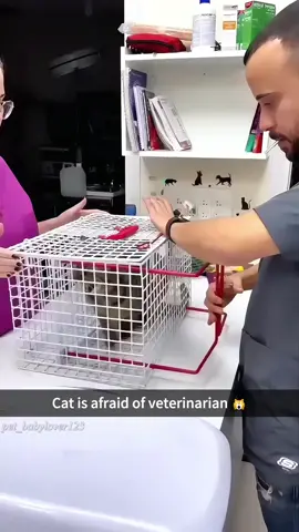 How much a cat fears it’s vet🙀#fypシ #foryou #us #funnytiktok #hahaha #cat #cute #prank #funnycat #tiktok 