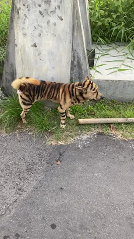 #harimaumalaya #fyp#anjingtiktok🐶 