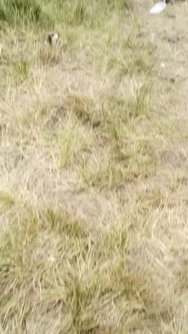 #paropo #viralvideotiktok #fyp 