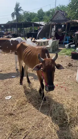 #เสี่ยเอ้_หนองปากโลง 