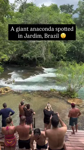 The giant snake found in Brazil is the green anaconda, one of the largest and heaviest snakes in the world. It lives in the swamps, rivers, and rainforests of the Amazon. This powerful snake can grow over 9 meters long and feeds on animals like fish, birds, and even caimans. Despite its size, it is non-venomous and kills its prey by constriction. #fyp #trendin #explore 
