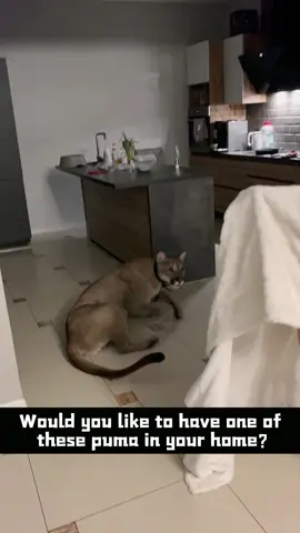 Puma Core.#puma #pumas #foryou #foryoupage #animals #animal #fun #funny #funnyvideos #funnyvideo #funnypumas#fpy #fpy_tiktok 