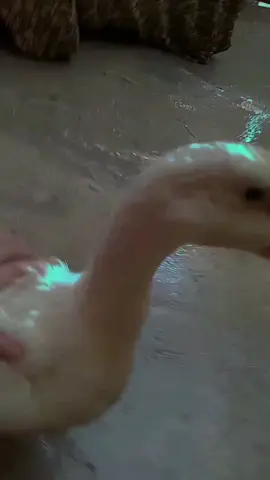 😭الأسف انباعت واني تلاث ايام بس ابجي عليهة 😥عزيزة بعد ربيتها وهية الصغيرة 🥲