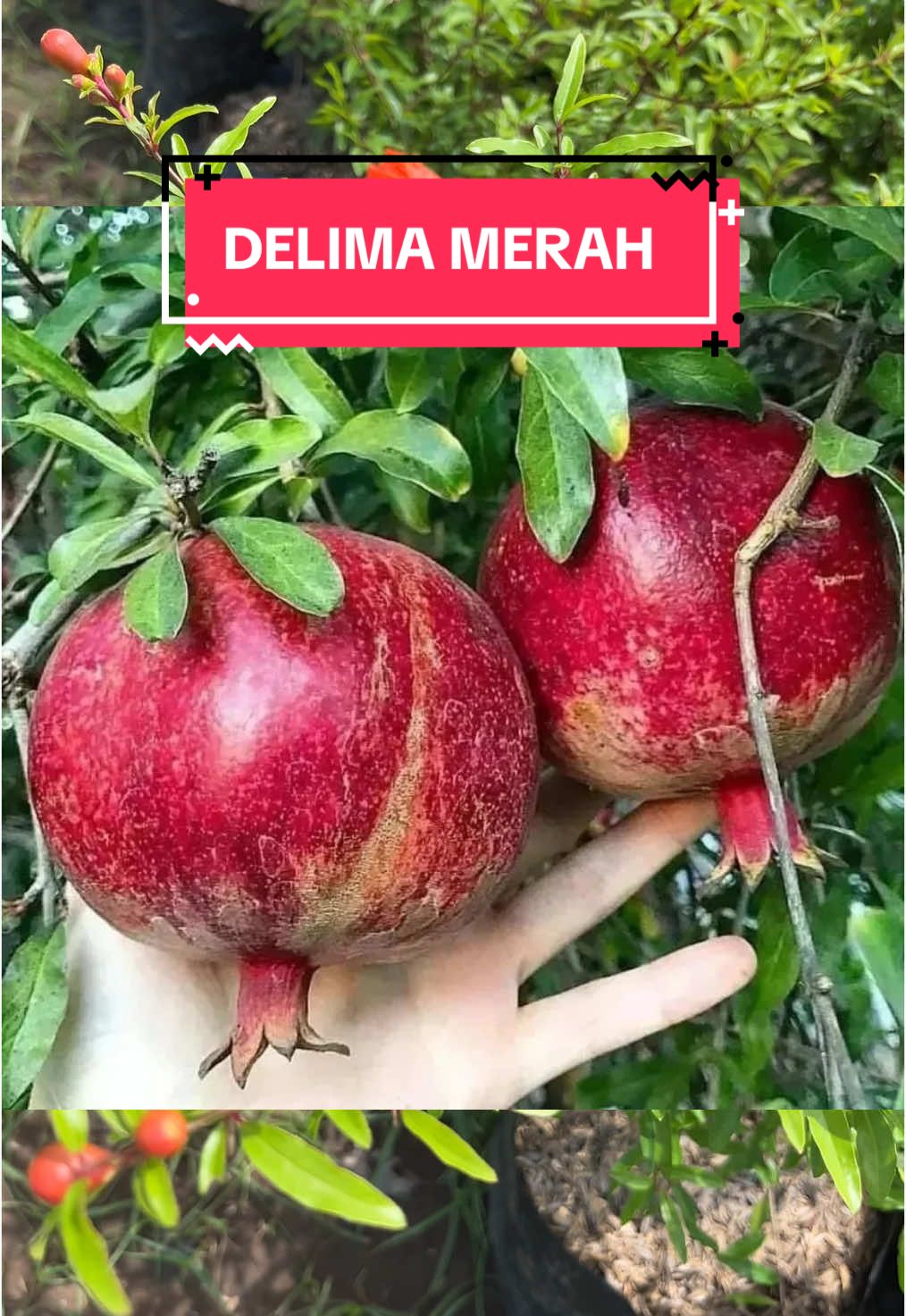 Redy Bibit Delima Merah Jumbo Berbunga Hasil Cangkok#delima #delimamerah #bibittanaman #bibitbuah #petanimuda #tambulapot #viral 