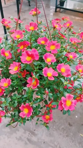 Lindíssimas 11 horas portulaca em vaso pendente.  #11horas #11horasfloridas #paisagismo #jardinagem #plantasdecasa #quintalcomjardim #flores #jardim #floresnojardim #plantas #explore #viralvideos #vaiprofy 