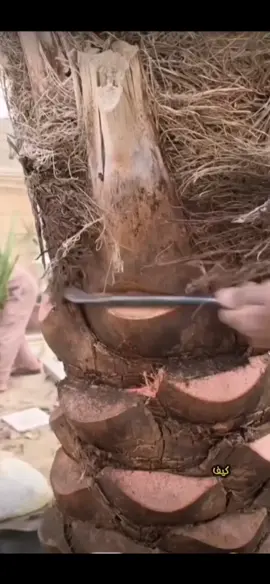 تنظيف وتركيب النخيل #تكريب #تكريب_النخيل🌴🌴🌩🌦🌥👍 #تكريب_النخيل #نخل #نخلة🌴 #تنظيف_نخيل_واشنطنيات #تنظيف_المنزل #تنظيف_نخيل 