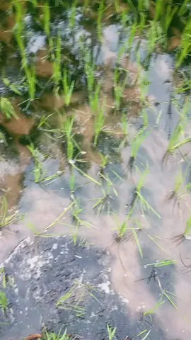 Jiaan seperti Nemu harta Karun kalo kayak gini gaes #hobimancing  #mancingnilaliar  #lumuthalus  #lumutlasar #mancingliar  #youtubewulunkfishing  #fyp  #viral  #nyarilumutbuatumpanmancing