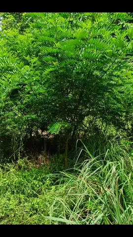 panen lagi 🌿🌿 #peternakpemula #peranakanetawa #peternakkambing #jawarandu #bismillahfyp 