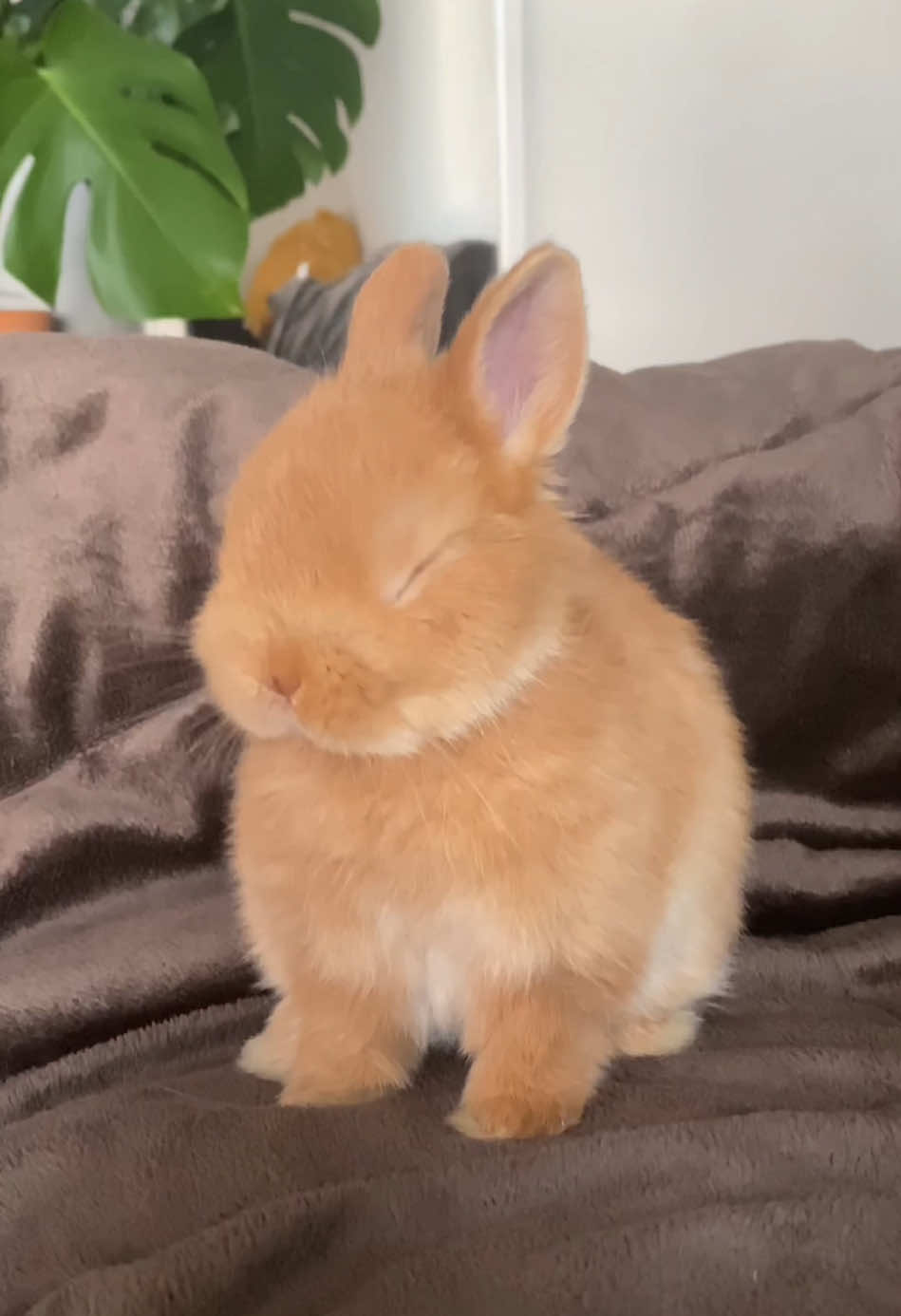 Cleaning time.🥰🥰🥰#rabbits #bunny #cute #usa #foryou 