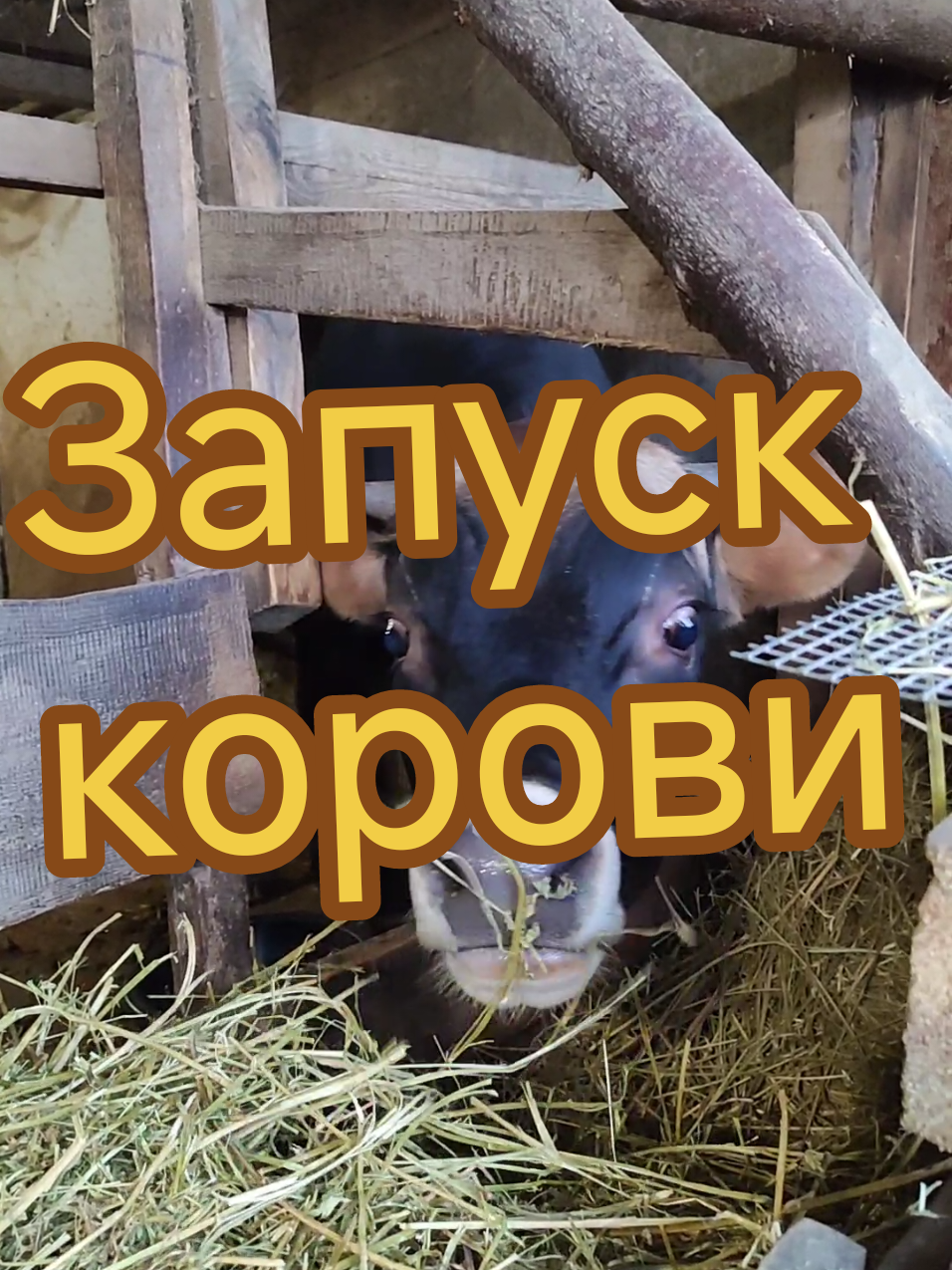 Ответ пользователю @user99413226861523 Запуск корови 🐮Як перестати доїти щоб молоко перегоріло ❓🐮🥛