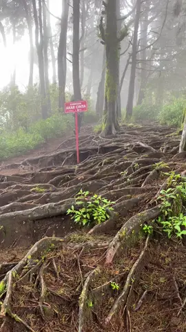Vibes kabut akar cinta gunung prau#praumountain #prau #sinarengan #pendaki #gunungprau2565mdpl #wonosobo #fyp 