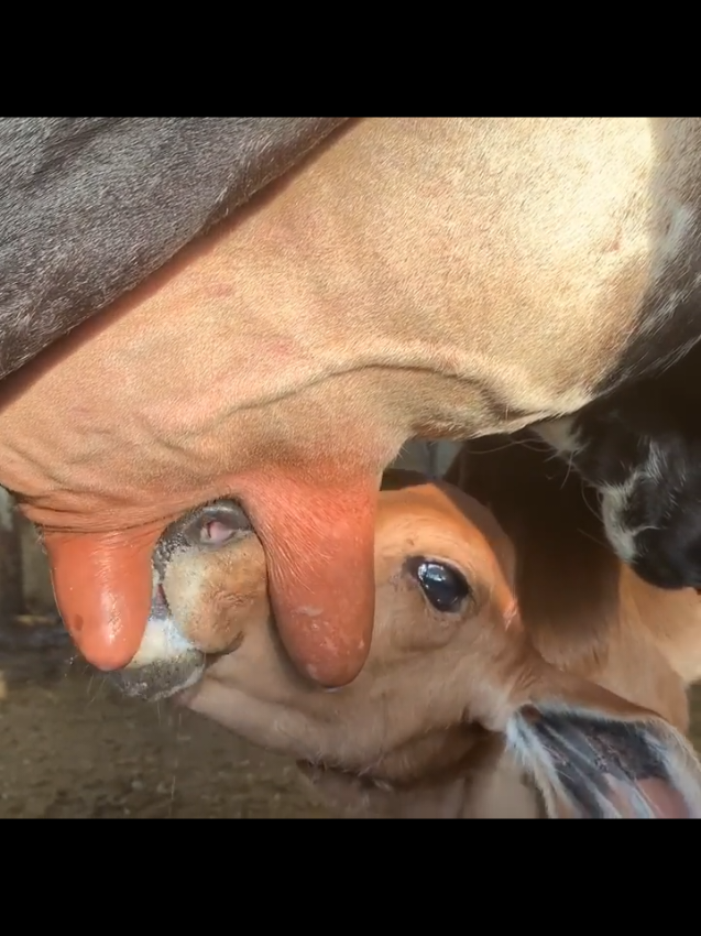 Las Vacas Pariendo y Yo Veviendo😂 . . . . #diomedeselinmortal #diomedesvive #diomedesdiaz #dimede #campoargentino #campoargentino🌱🌾🌻🐮🐂 #campochileno #campocolombiano #campocolombiano🇨🇴💪❤️ #campocolombiano 