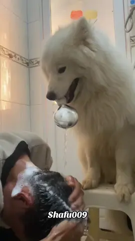 #粉丝一千万#pet#pets#cute#funny  #dog#funnydog#funnyvideos#viral  #foryou#IoI#fyp#fypシ゚ 